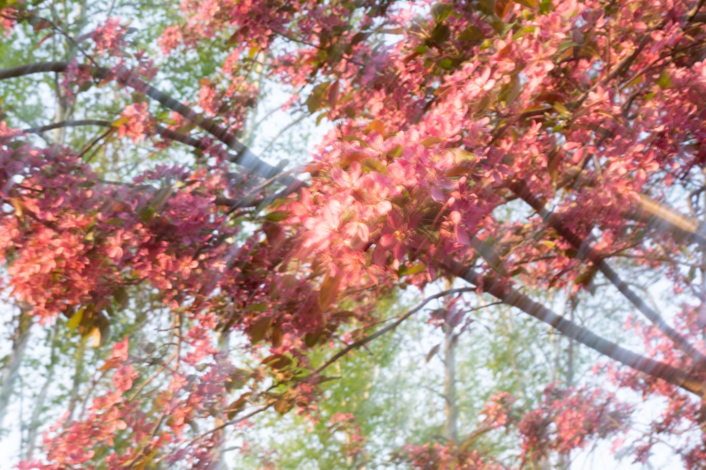 Newest Member of The Nathan Project Team 7 flowers