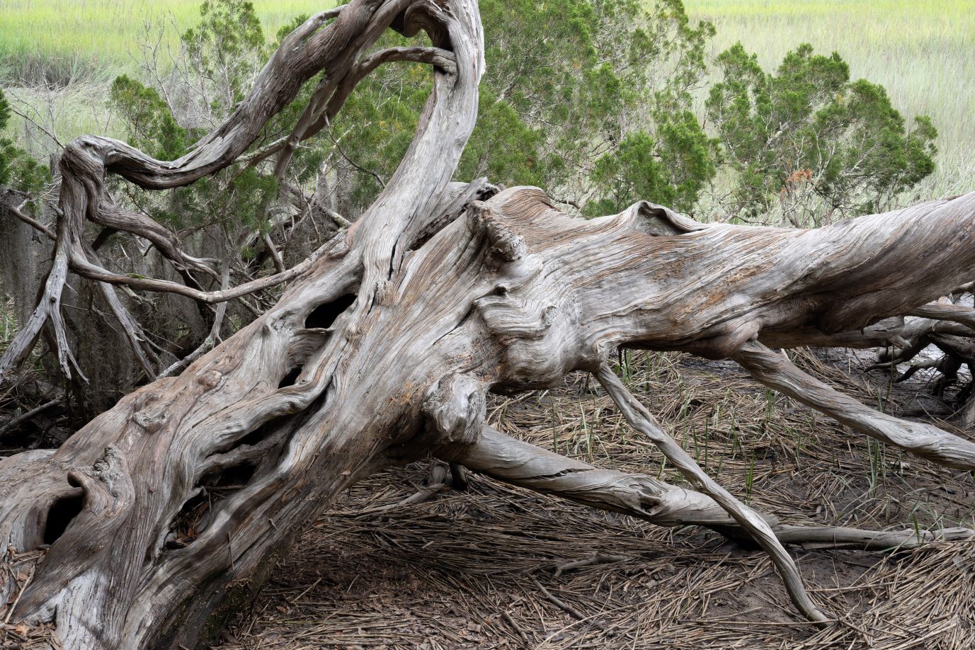 Newest Member of The Nathan Project Team 5 log