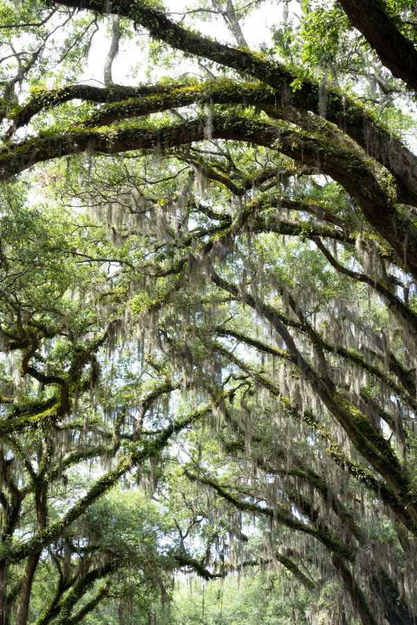 Newest Member of The Nathan Project Team 6 trees